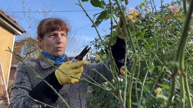 Как обрезать английскую розу Голден Селебрейшн