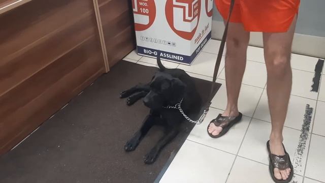 Chibo Тренер Кикбоксинг Павел Левко Жил Был Пес Моя Жизнь Кино Музей Пса