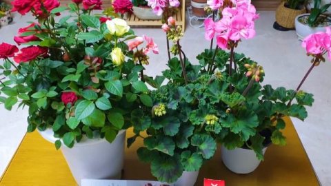 프리티가든네 집이 꽃밭이 되었네요??!! (feat.페라고늄,미니장미)