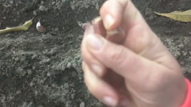 Посадка чеснока осенью.