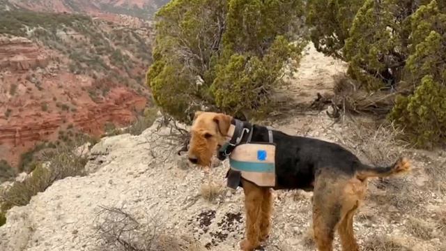 Breeder Profile 021: Working Airedale Terriers - Lex Pando From TexDale Kennels (1/2)