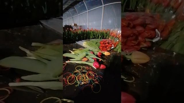 Срезка, Фасовка и хранение  наших тюльпанов
