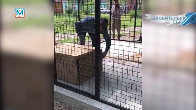 Новое жилье у барсука в экоцентре