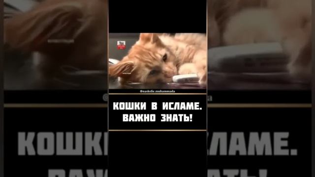 кошки в исламе