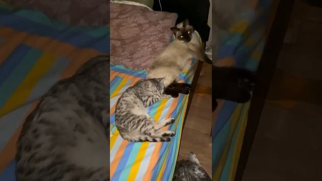 Сон час у кошек в приюте.