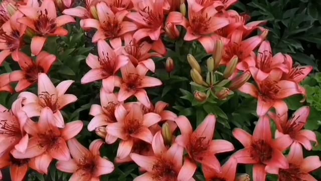 ухта лилии флоксы   Жду дождя и дачников Ухты.