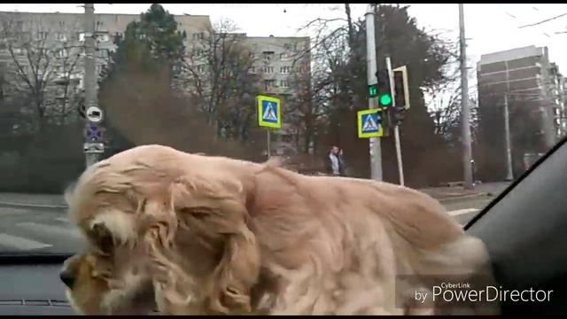 Джуди. Едем в гости.
