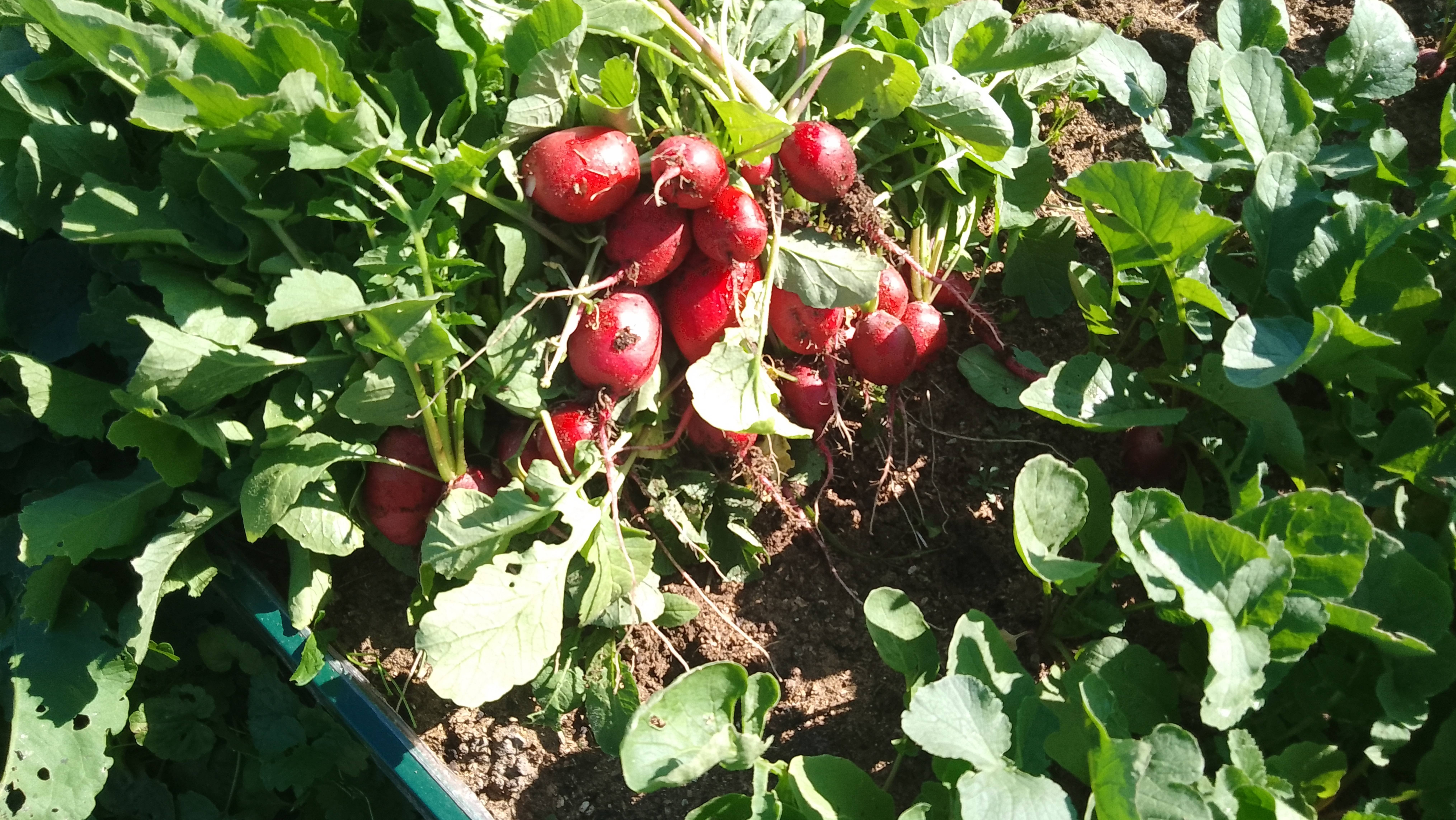 Урожай редиски на новых грядках