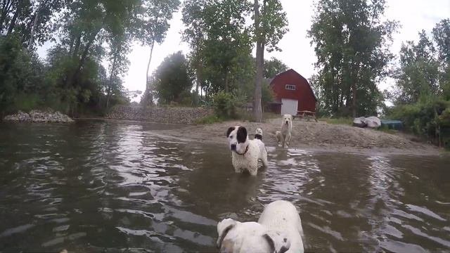 Central Asian Shepherds And American Bulldog