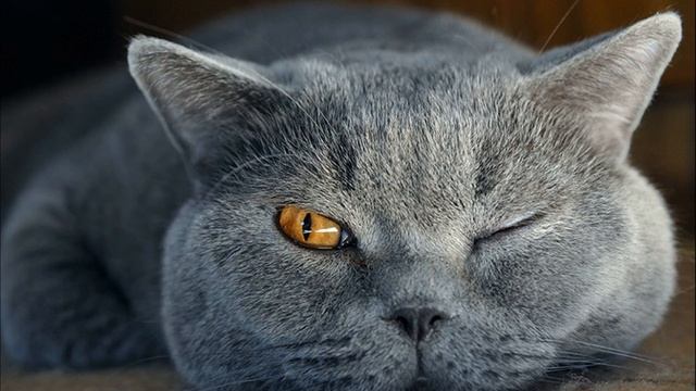 Приключение кота- детектива