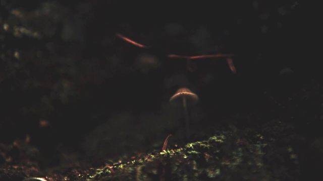 Along The Forest Floor [OFFICIAL VIDEO] - Philip G Anderson