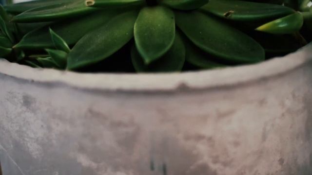 Fujifilm X-T2 4k test Color correction using Magic BULLET тест видео