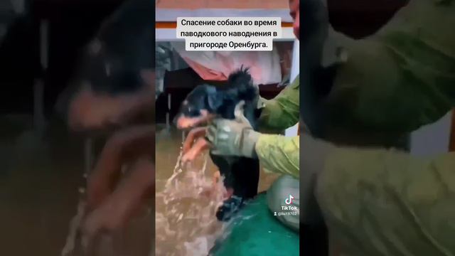 Спасли собачку в Оренбурге.#наводнение#оренбург#россия#дамба#плотина#собака#спаслисобачку#спасатили#