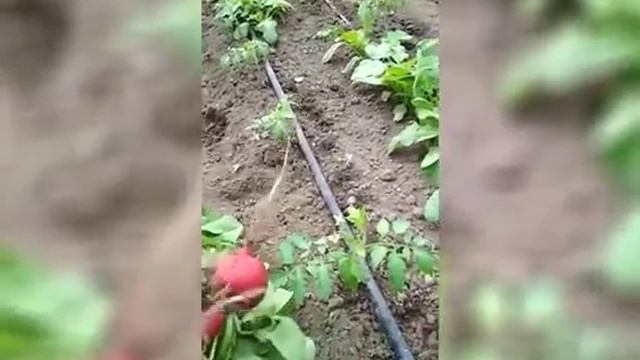Двойная технология выращивания томата и редиса - Добрые Семена.ру