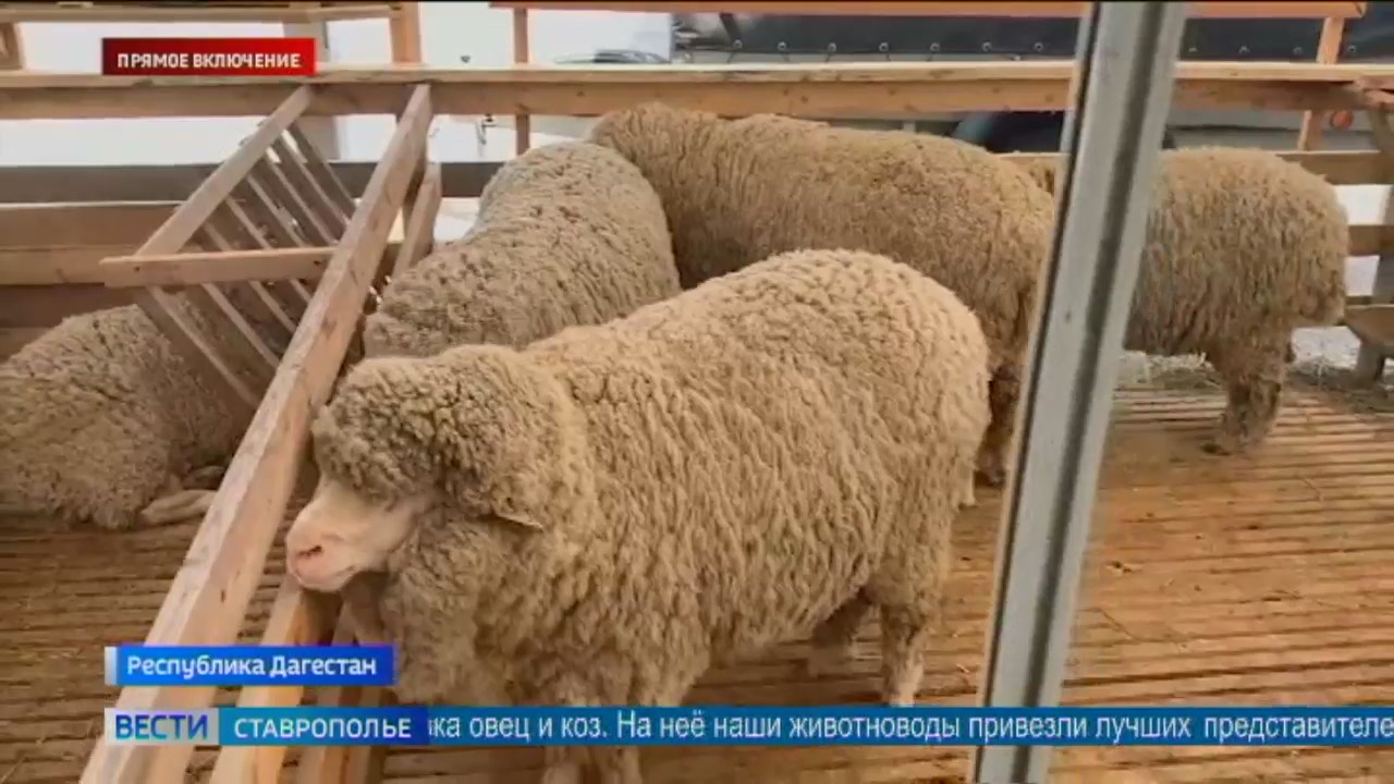 Ставропольские животноводы продолжают удивлять