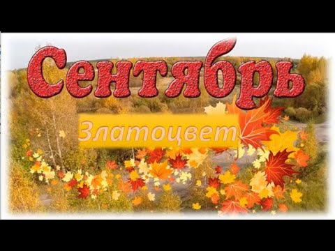 Сентябрь златоцвет