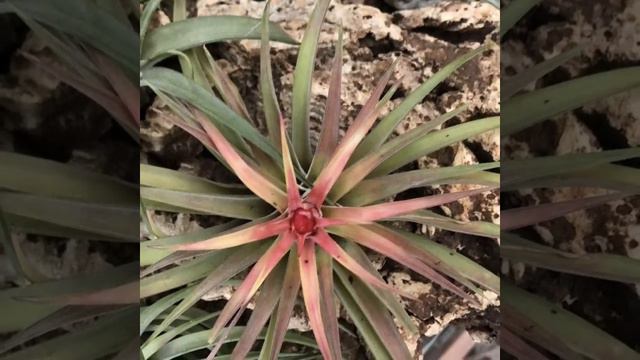 Flowering tillandsia Brachycaulos Abdita | Air plant | Stages of flowering