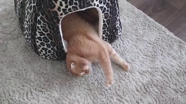 Шотландский кот Симба