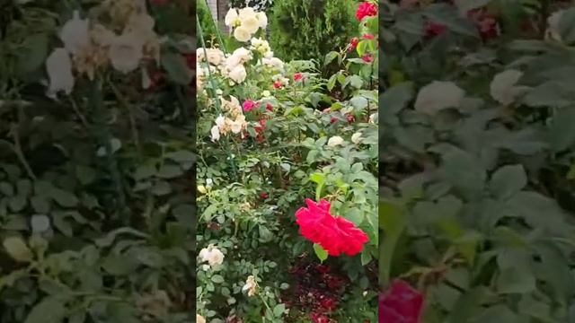 Розы сорт Аляска и Винтер Лодж.