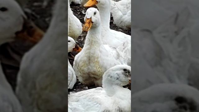 Как определить время забоя уток🦆❓Спрашивали-отвечаю