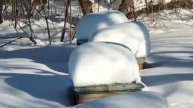 пчелы зимуют нормально, ульи утеплены.
