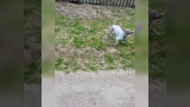 Ксоло Маилз