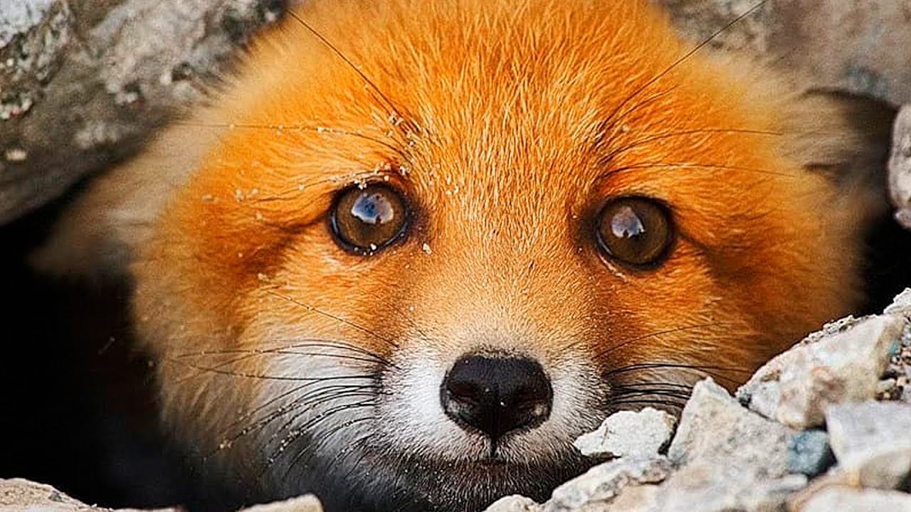 фото грустной лисы
