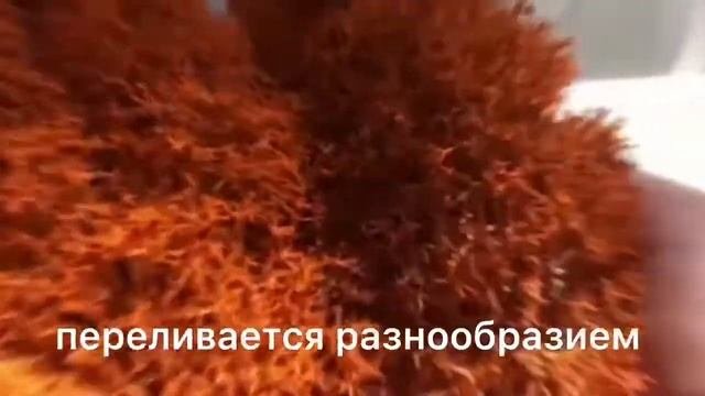 Стабилизированный мох| Медовый