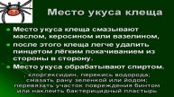 Что делать после укуса мыши
