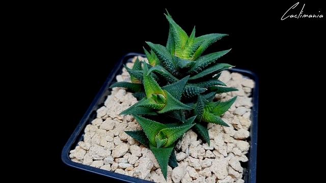 Aloe Gasteria & Haworthia Collection | #Cactus & #Succulents
