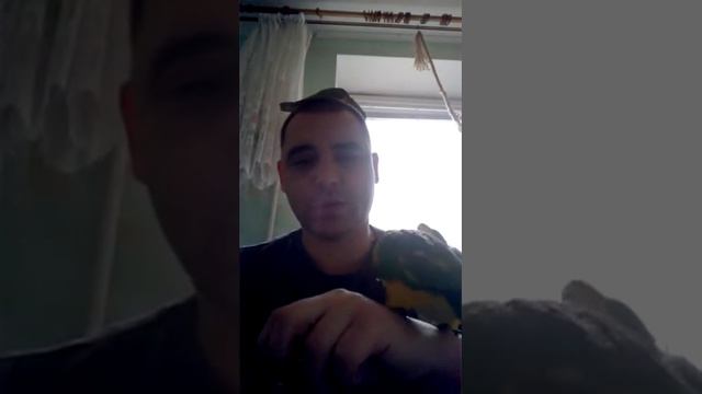 про моего Каика