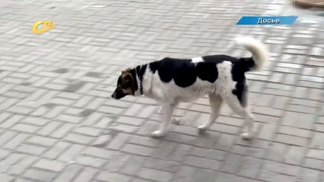 КУДА ОБРАЩАТЬСЯ ПО ВОПРОСУ ОТЛОВА СОБАК?