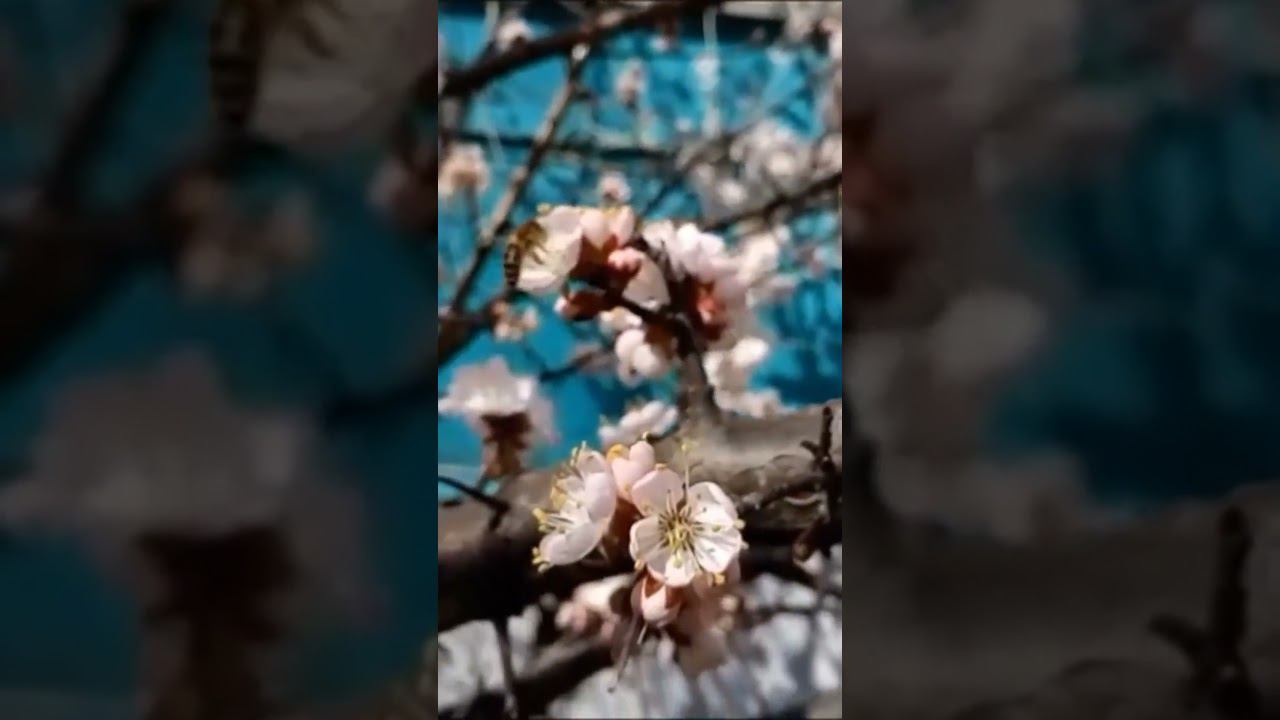 Красивые интересные цветы абрикоса пчелы пение птиц Beautiful interesting flowers bees birds singing