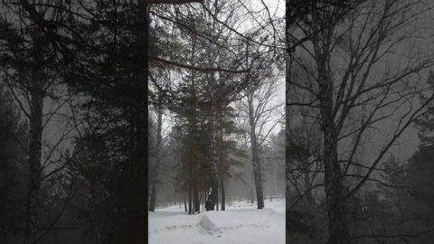 5 марта 2024, и снова зима, снегопад в лесу #shorts