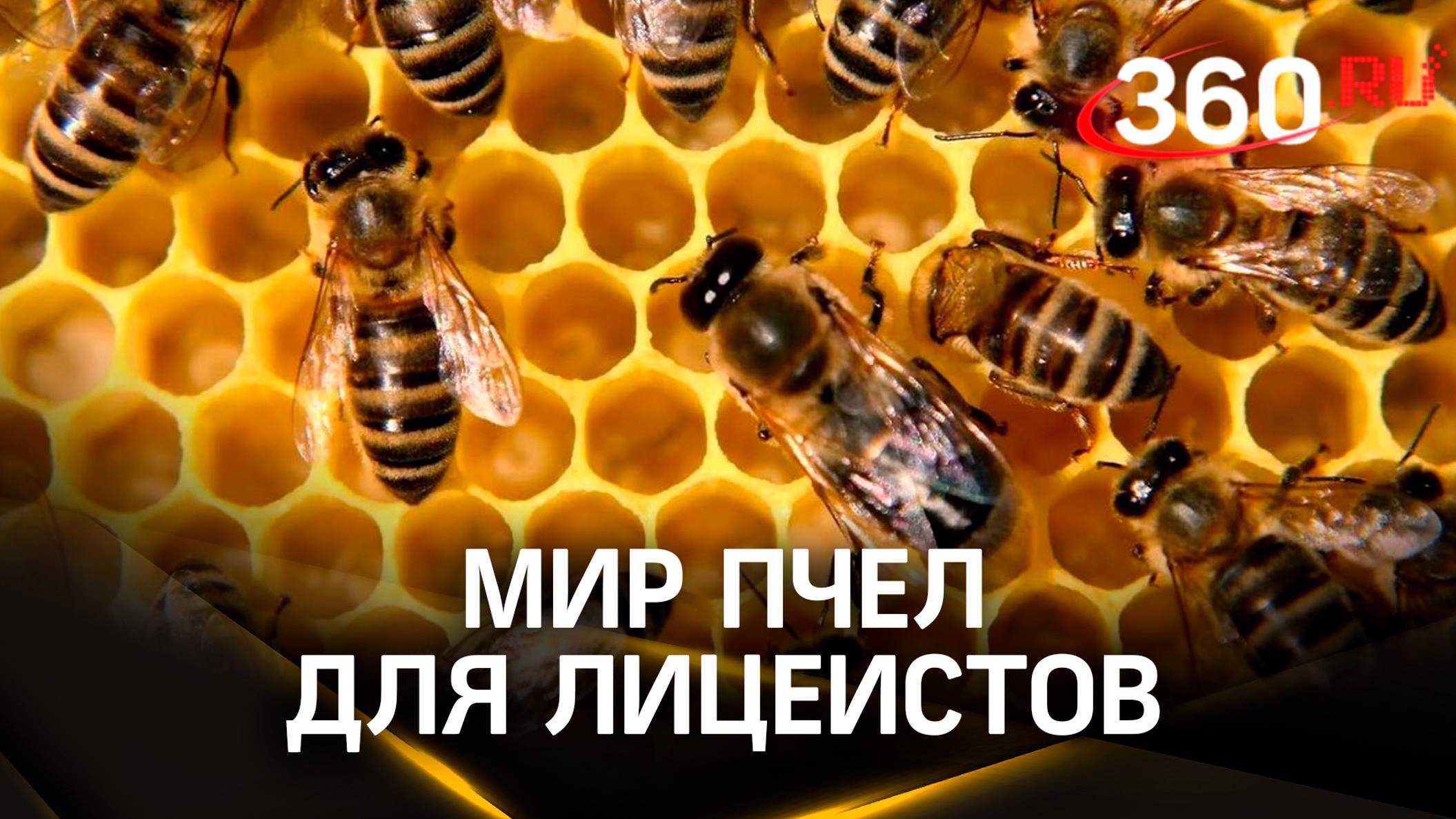 Чудеса природы: мир пчёл показали лицеистам в Шатуре