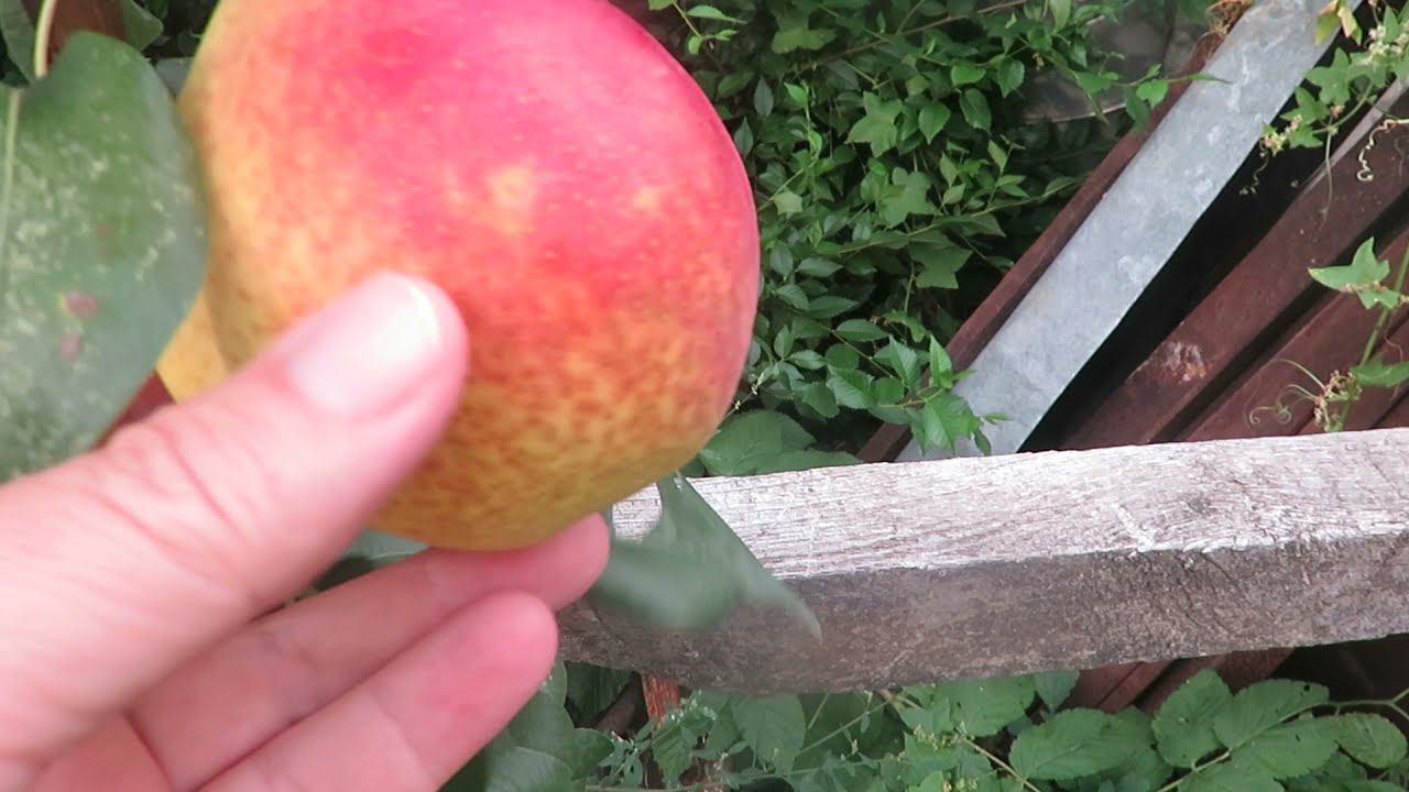 Моя великолепная Груша