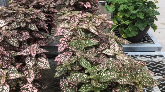 Z57 Presents Pink Speckled Plants