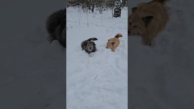 Фрида и Фиона