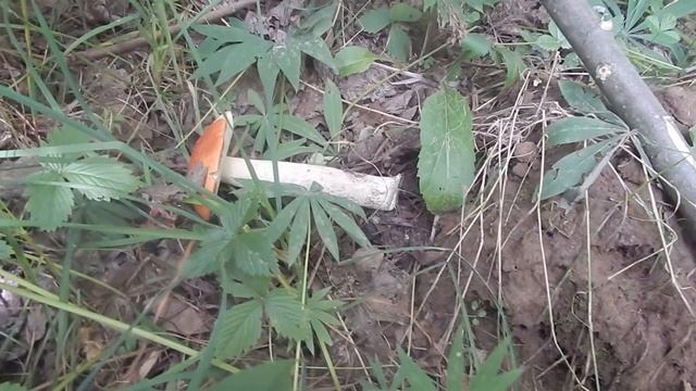 Лес рядом и 1 августа сходили за грибами в лес