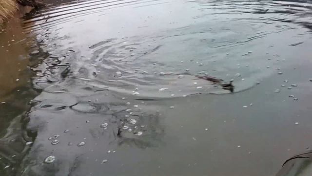 ЩУКА В НОЯБРЕ ❌ Рыбалка в Башкирии на реке Белая #17