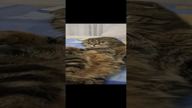 кот барон и злобная рука