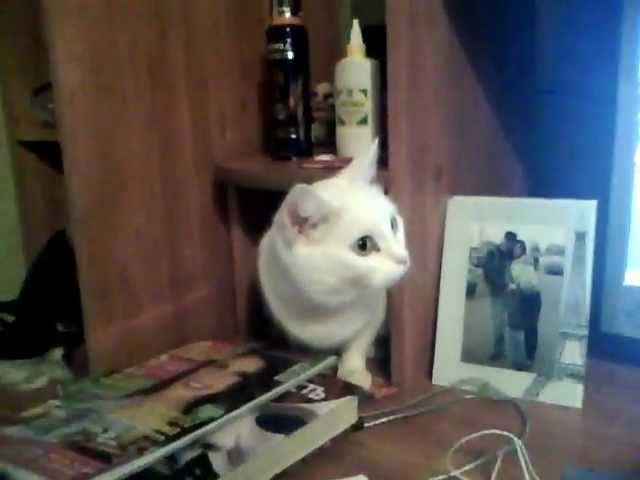 Кошак Снопика