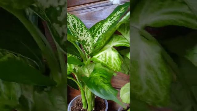 Поляка с цветочками!