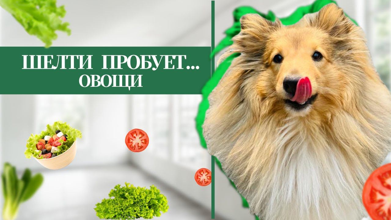 Собака пробует овощи / Станет ли ШЕЛТИ вегетарианцем?