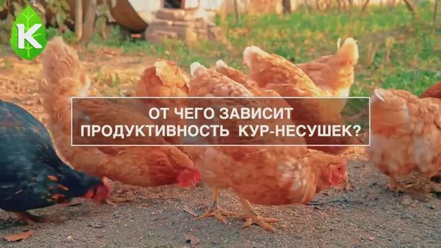 От чего зависит продуктивность кур-несушек_