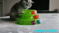 МОНІКА грає ШАРИКАМИ // британська кішка // british cat