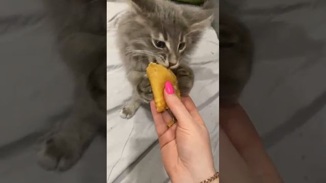 голодный кот