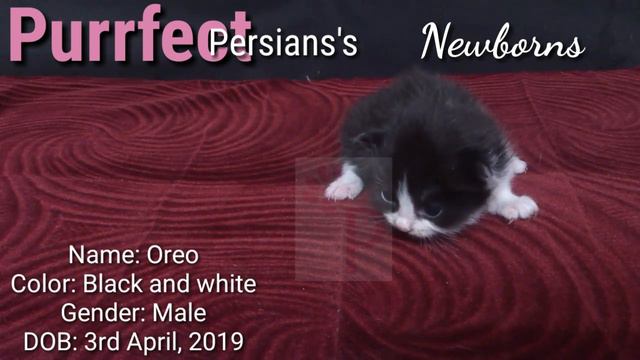Purrfect Persians's 'OREO': Black and white persian female kitten