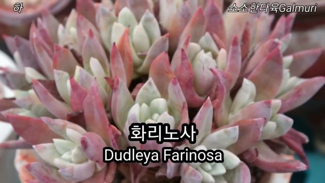 [다육도감#10_'하'] 10부작 마지막편!! '하'로 시작하는 다육 51종, Succulent Plant Name Dictionary