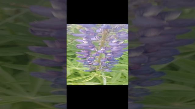 Красота природы